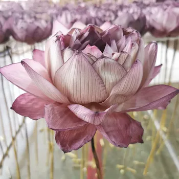 1tk Päris Loomulik, Kuivatatud Pressitud Lotus Flower Dekoratiivsed Käsitöö Filiaal Home Decor elutuba DIY Taimede Paigutus
