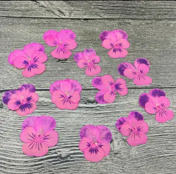 60pcs Pressitud Kuivatatud Viola Tricolor L. Pansy Lill Taimede Herbaarium Ehted Postkaart Järjehoidja Invatation Kaardi DIY Tegemine