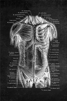 Kaasaegse Inimese Anatoomia Kunsti, Meditsiini-Seina Art Pilt Lihas-Skelett Haridus Plakat Lõuendile Maali Office Home Decor