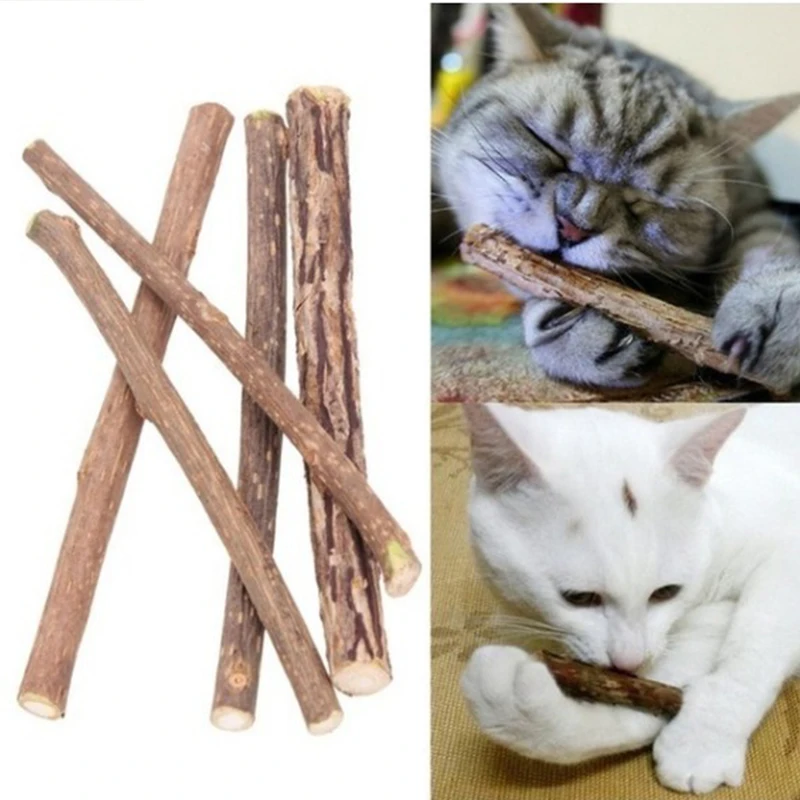 Kassipoeg hammaste krigistamine rod polygonum kass suupiste loomulik catnip Nühkima kassid suupiste kassid